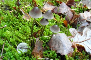 Purperbruine mycena Kolkven